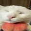 CatOnPeach