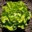Lettuce