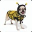 BeeDog