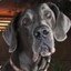 thegreatdane2006