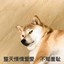 齐天小爪