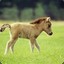 A Tiny Horse