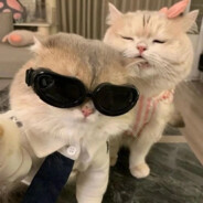 Lattewm1lk - steam id 76561199454852811