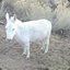 Albino Donko