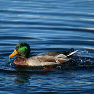 It&#039;s Me Again Margaret