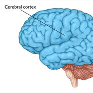 cerebral cortex user's avatar