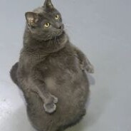 fatsCatScratch