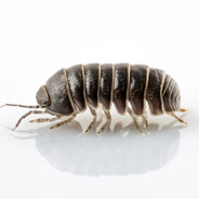 BlacksmithGames's avatar