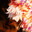 Sliquifire