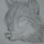 ▼Wolfi▲