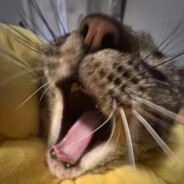 Mustelaa