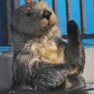 A bird fell into the water