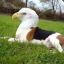 EagleBeagle [HUN]