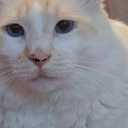 Bruli BOT 24/7 🤍💙