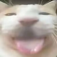 Kebo