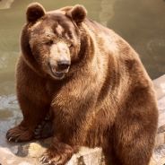 拿把菜刀斩猪肉