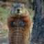 Just A Woodchuck