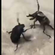 Кукарача Диабло