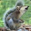 Squirrelwolf