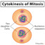 Mitosis