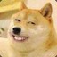 Little_Shiba