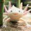 King Axolotl