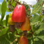 Anacardium_occidentale