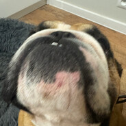 potato