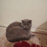 DokdorDedeCS2-CASES.COM