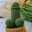 StrokmaCactus avatar