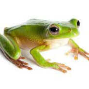 FROG