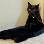 孤岛里的一只猫