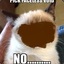 Faceless Cat