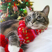 Y.N.S.T.  ❤ᑕᗩ丅❤