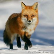 Koellen - steam id 76561197971005451