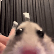 hamster