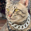 Stabbing cat