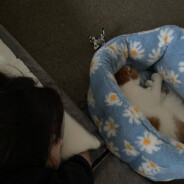 我都菜的坐轮椅了