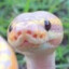 Snek