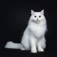 Czarny KoT avatar