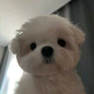 知晓天空之蓝的柴