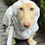 Chud Dog