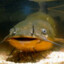 SolidFishCub