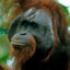 orangutan