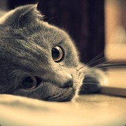 Aduket Çeken Kedi avatar