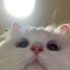 Meow