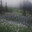 Fog over rural fields