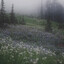 Fog over rural fields