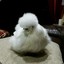 Suzy the Silkie