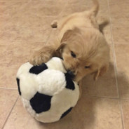 毛大爷的毛小弟